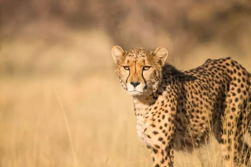 Curiosidades da África do Sul: descubra por que esse destino é tão fascinante